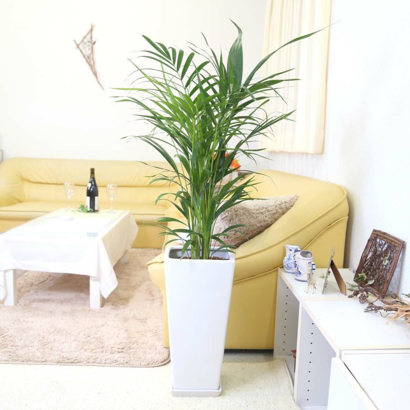 ⑤　アレカヤシ　9号　特大苗木最高等級極上品‼️ ① アレカヤシ 9号 特大苗木最高等級極上品‼️ ① アレカヤシ