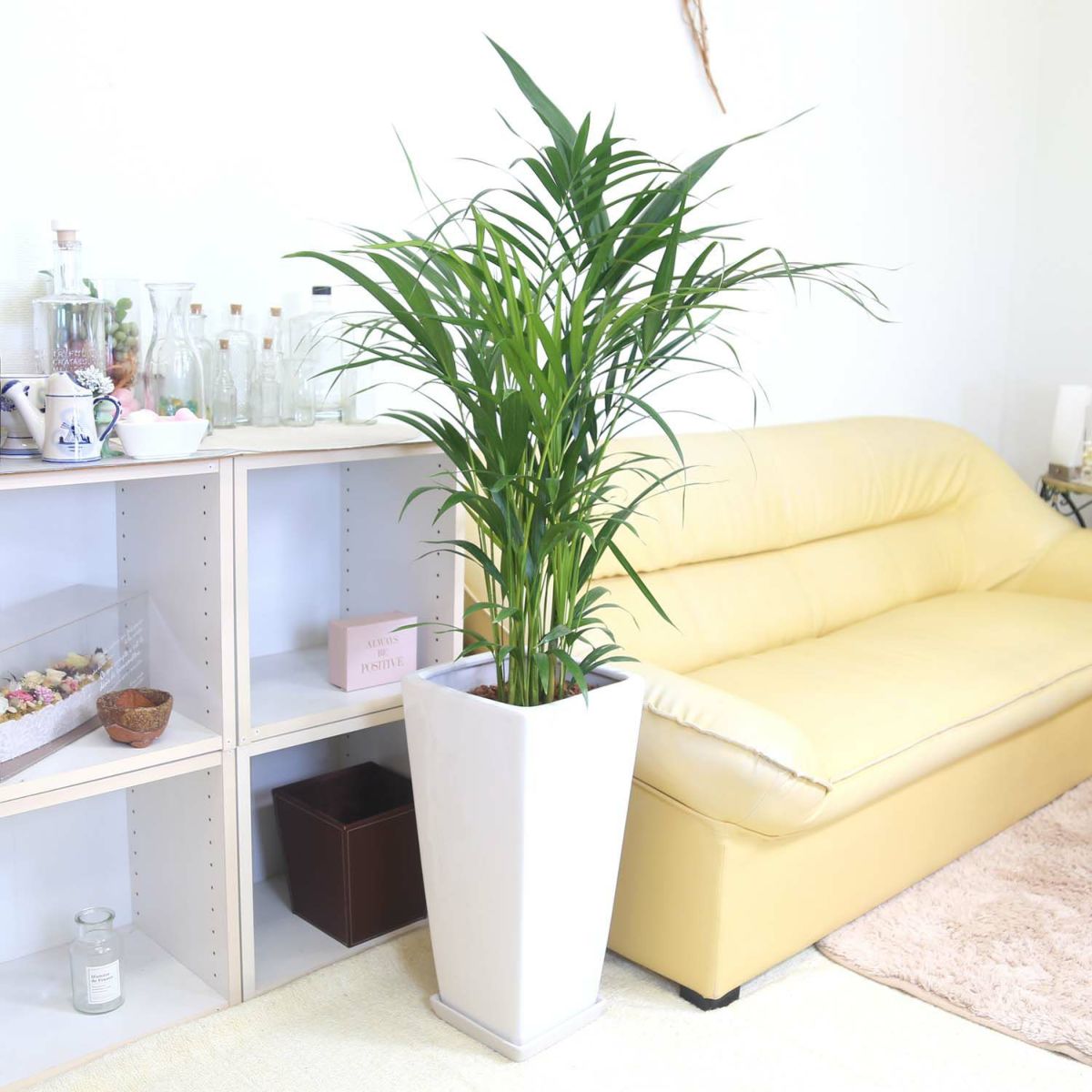 アレカヤシ 9号