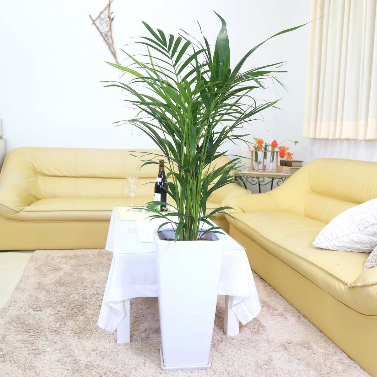 アレカヤシ 9号