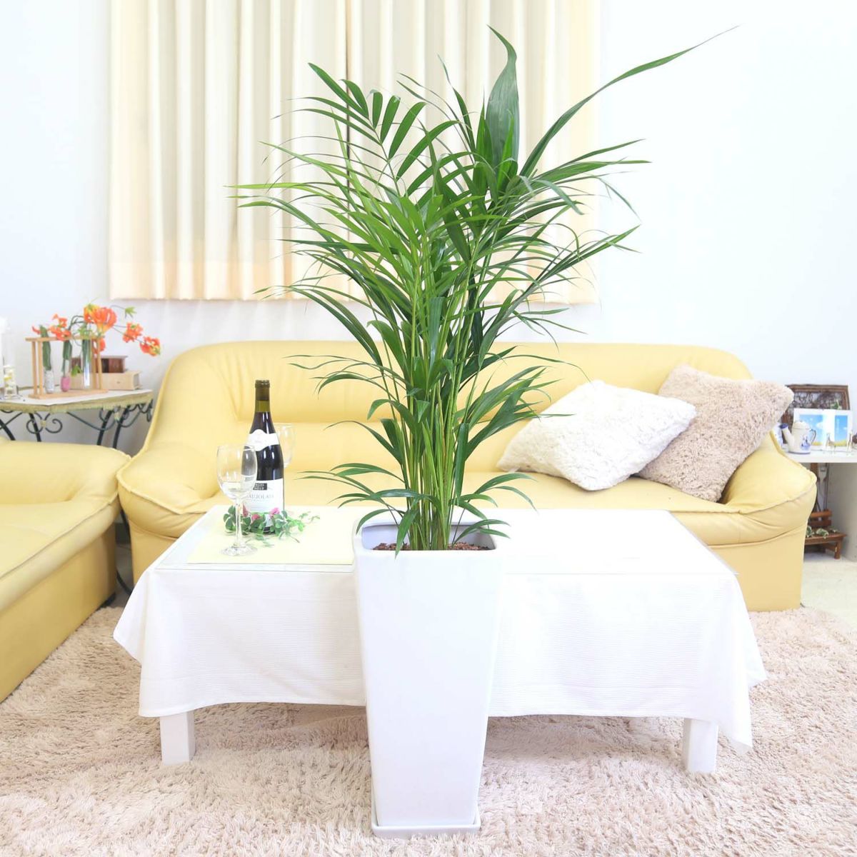 アレカヤシ 9号