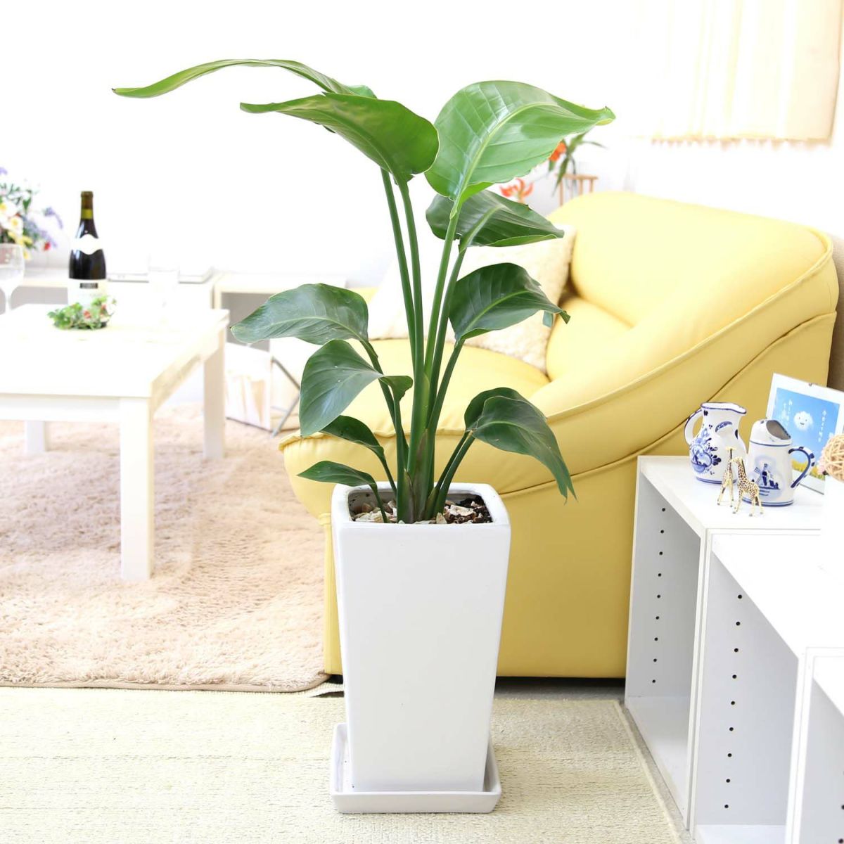 オーガスタ 7号