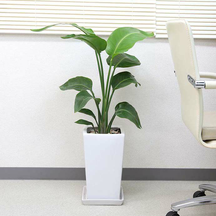 オーガスタ 7号