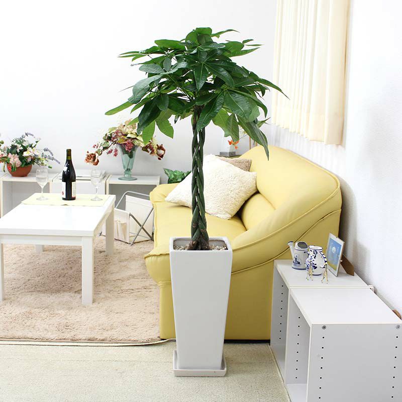 パキラ 9号 選べる陶器 Z 通販 販売|観葉植物のブルーミング パキラ 9号 選べる陶器 Z 通販 販売|観葉植物のブルーミング