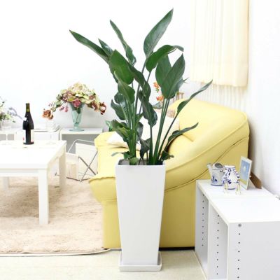 ストレリチア（ストレチア） 通販 販売｜観葉植物のブルーミング