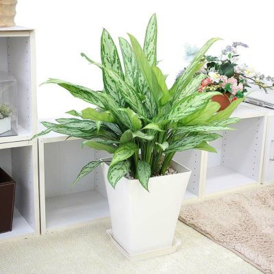 アレカヤシ 9号 陶器鉢通販 販売｜観葉植物のブルーミングスケープ