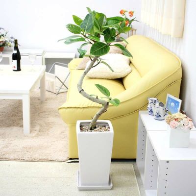 【送料無料】珍しいスパイラル仕立てのフィカス アルティシーマ ８号 選べる陶器鉢「ストレート」
