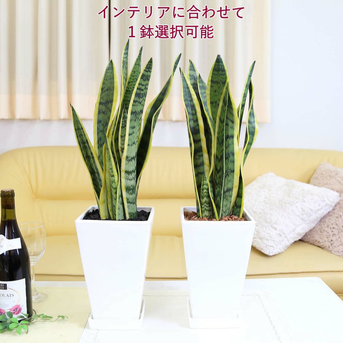 サンスベリア 7号 ホワイトスクエアプラスチック鉢