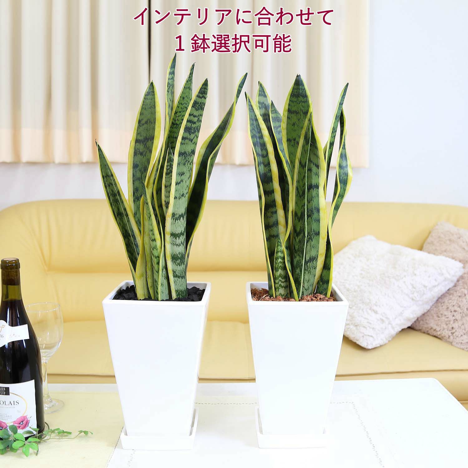 サンスベリア 7号 ホワイトスクエアプラスチック鉢