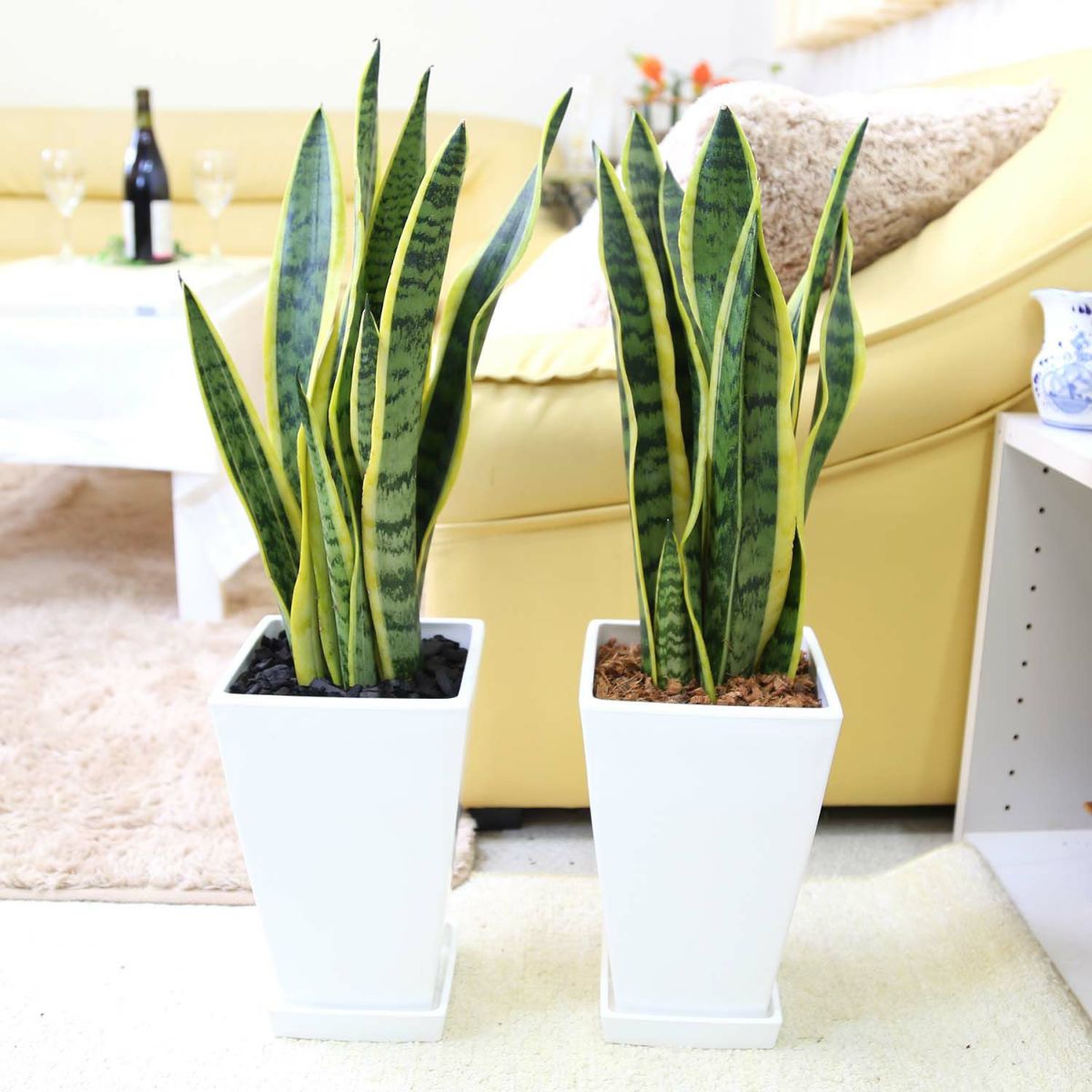 サンスベリア 7号 ホワイトスクエアプラスチック鉢