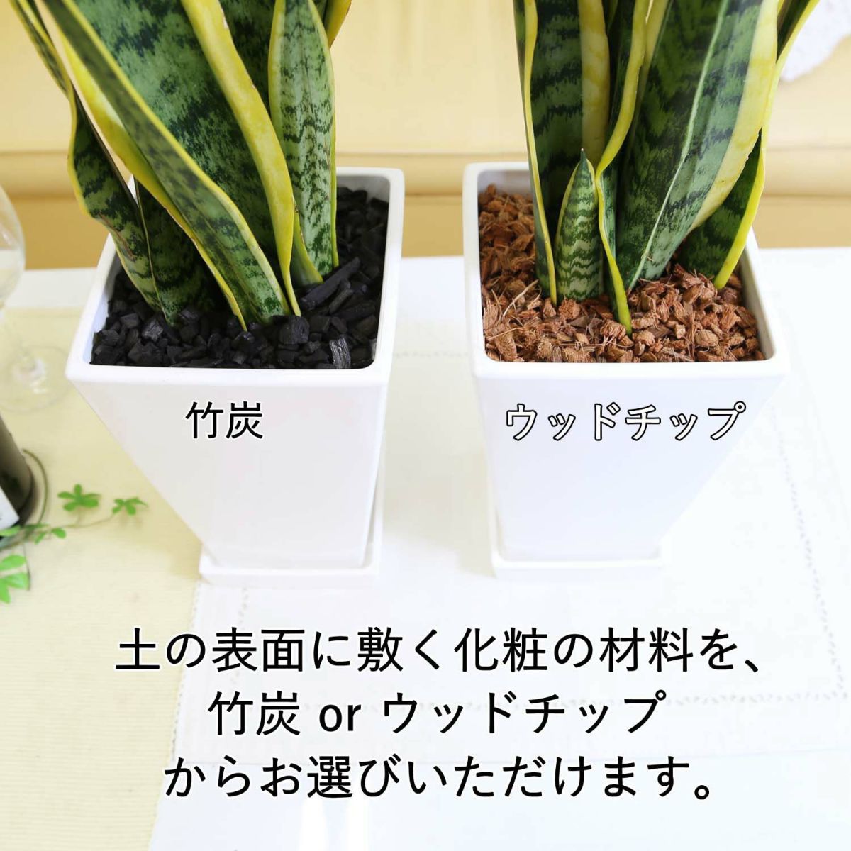 サンスベリア 7号 ホワイトスクエアプラスチック鉢