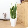 サンスベリア 7号 ホワイトスクエアプラスチック鉢