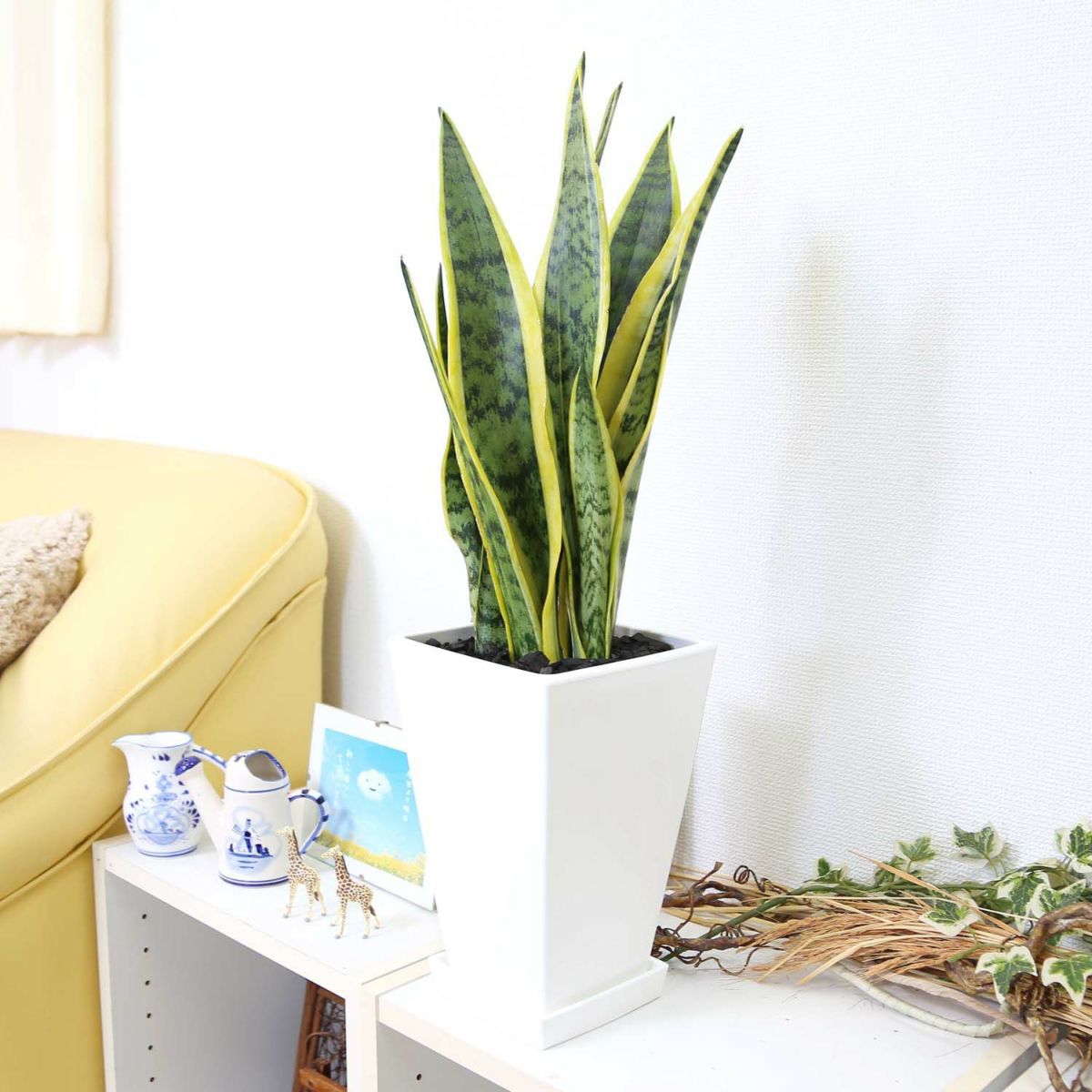 サンスベリア 7号 ホワイトスクエアプラスチック鉢