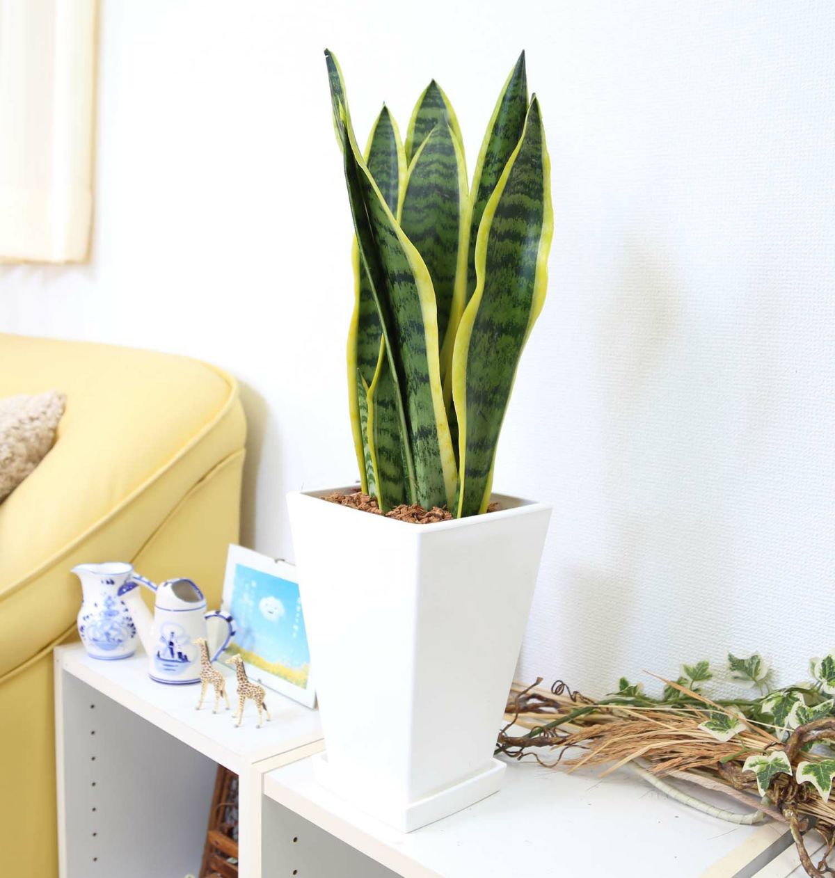 サンスベリア 7号 ホワイトスクエアプラスチック鉢