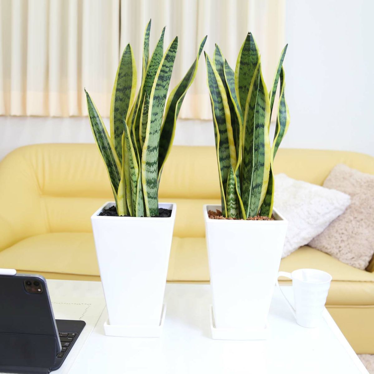 サンスベリア 7号 ホワイトスクエアプラスチック鉢