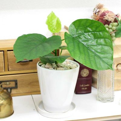 フィカス ウンベラータ 通販 販売 観葉植物のブルーミングスケープ フィカス ウンベラータ 通販 販売 観葉植物のブルーミングスケープ