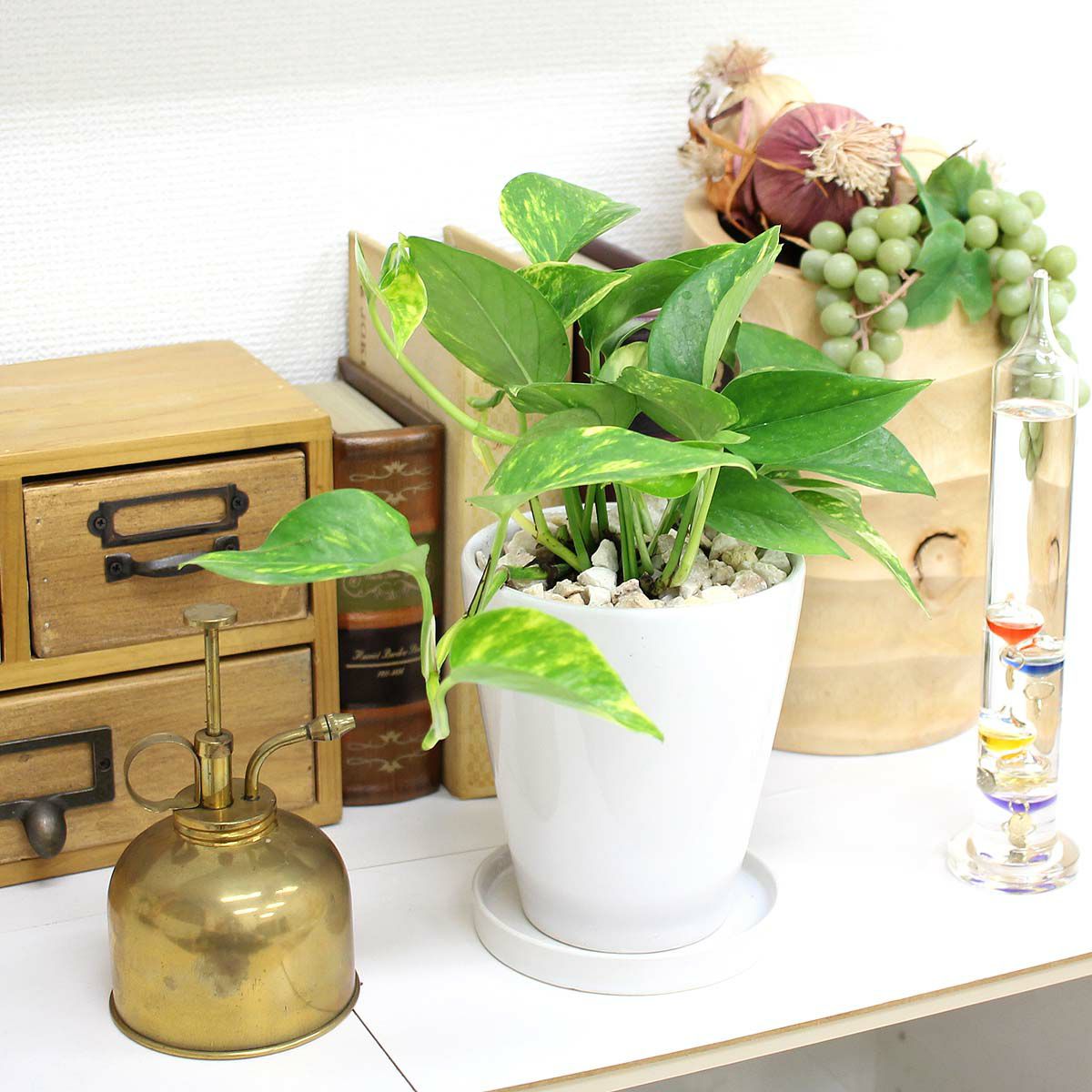 ポトス 4号 丸陶器鉢 通販 販売｜観葉植物のブルーミングスケープ