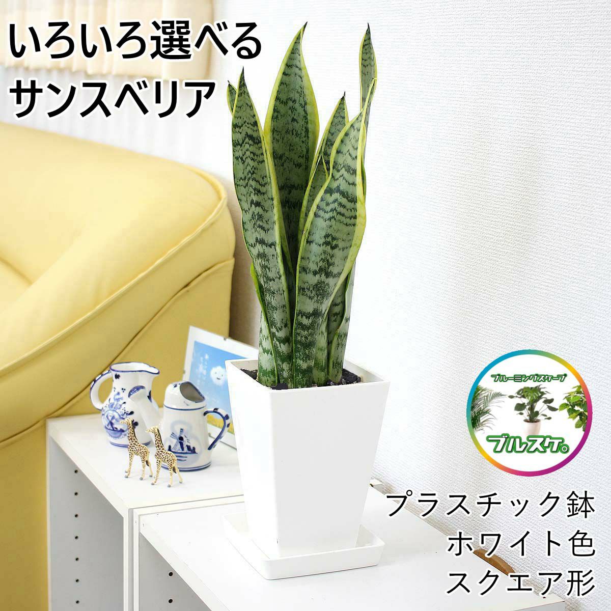 サンスベリア 5号 スクエア鉢 ホワイト