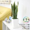 サンスベリア 5号 スクエア鉢 ホワイト