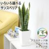 サンスベリア 5号 スクエア鉢 ホワイト