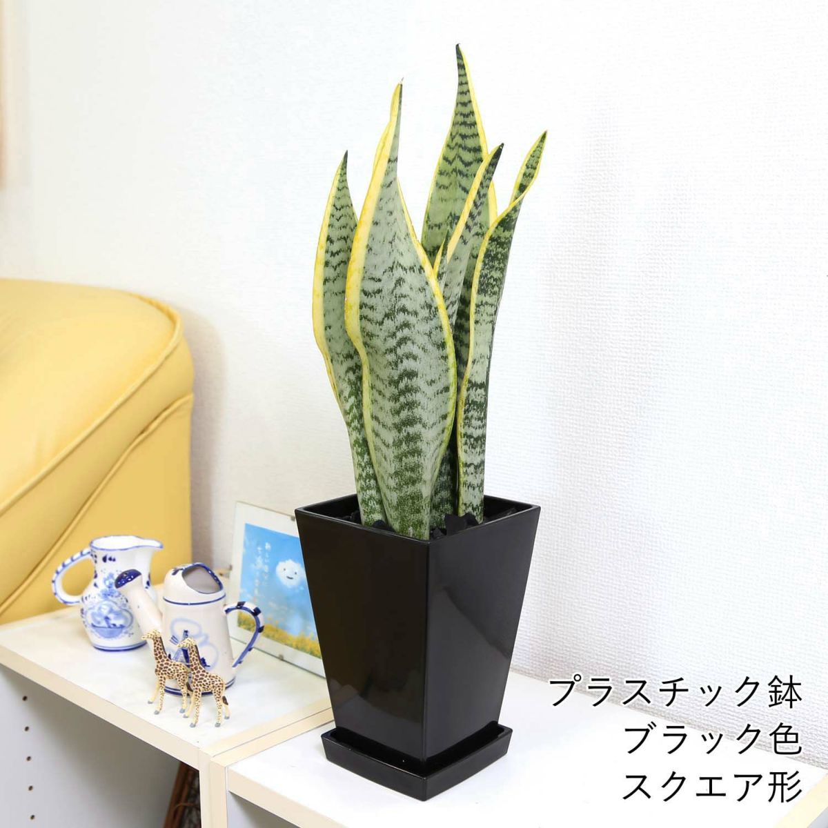 サンスベリア 5号 スクエア鉢 ブラック