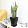 サンスベリア 5号 スクエア鉢 ブラック