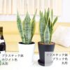 サンスベリア 5号 セラアート鉢
