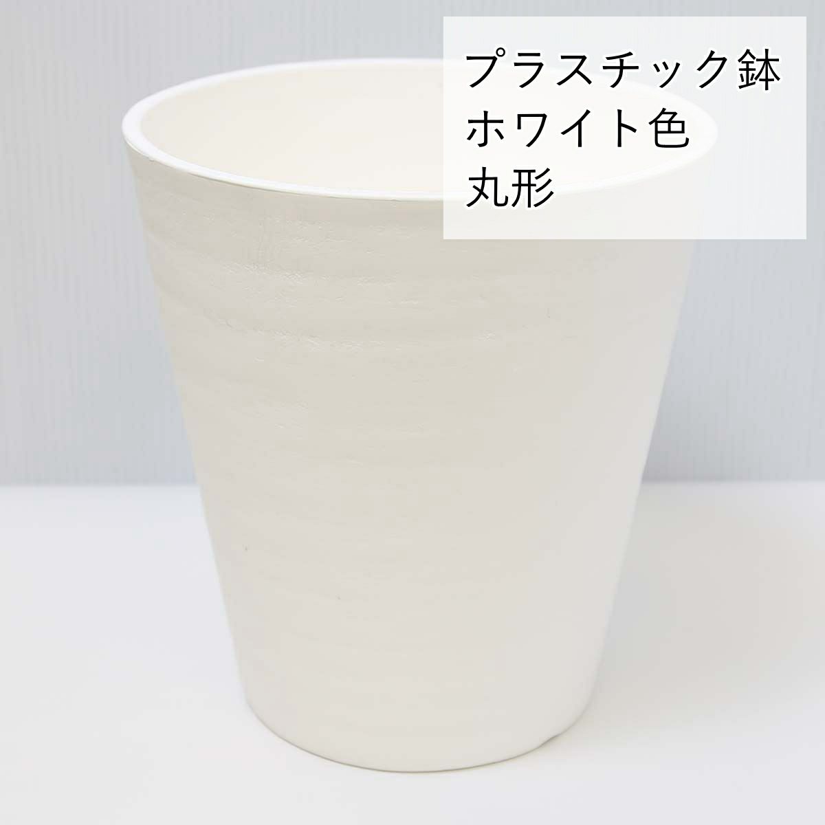 サンスベリア 5号