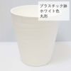 サンスベリア 5号