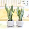 サンスベリア 5号