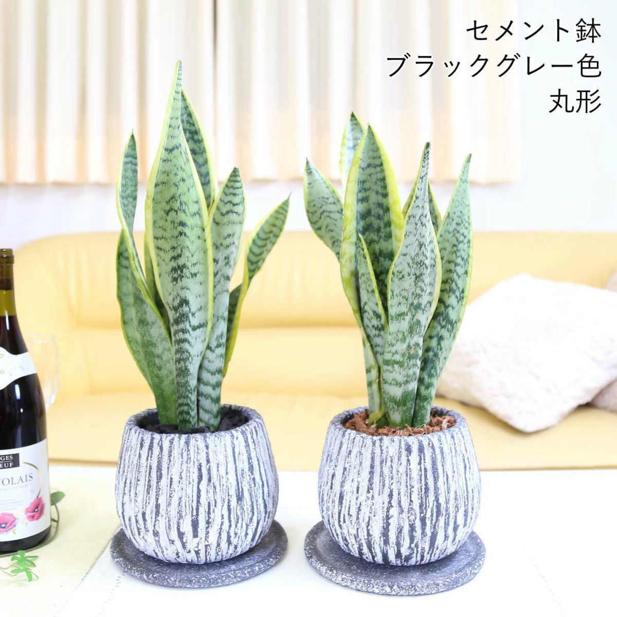 サンスベリア 5号 セメント鉢