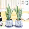 サンスベリア 5号 セメント鉢