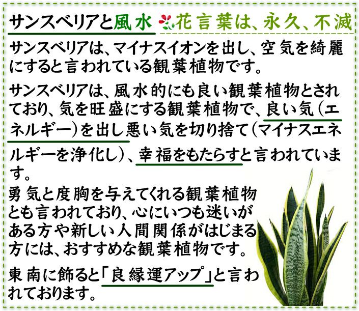 サンスベリア 5号 セメント鉢