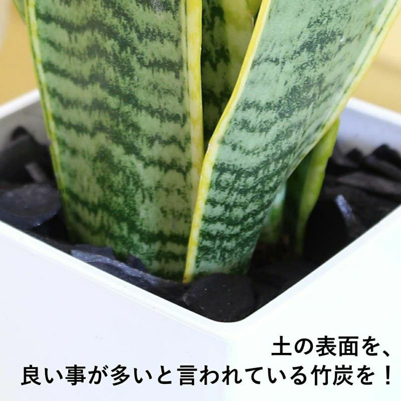 竹炭