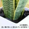 竹炭