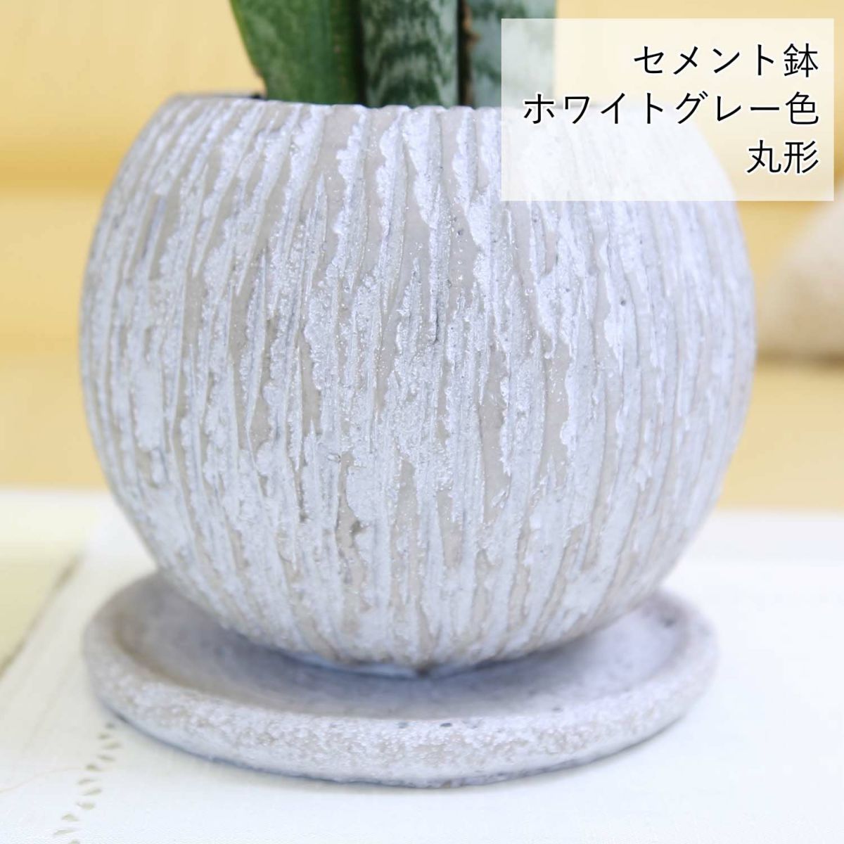 サンスベリア 5号 ウッドチップ