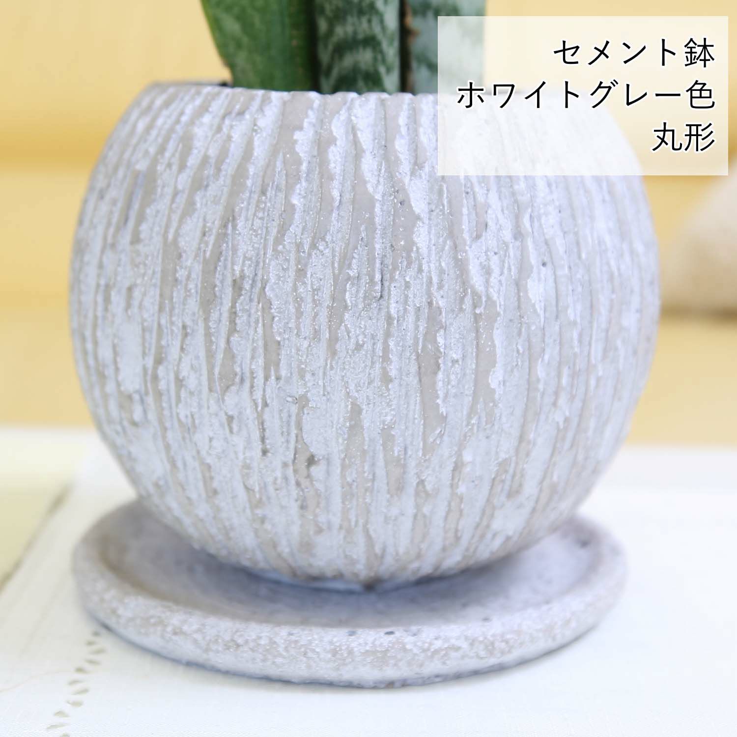サンスベリア 5号 ウッドチップ