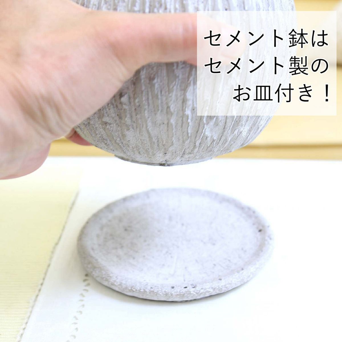 サンスベリア 5号 竹炭