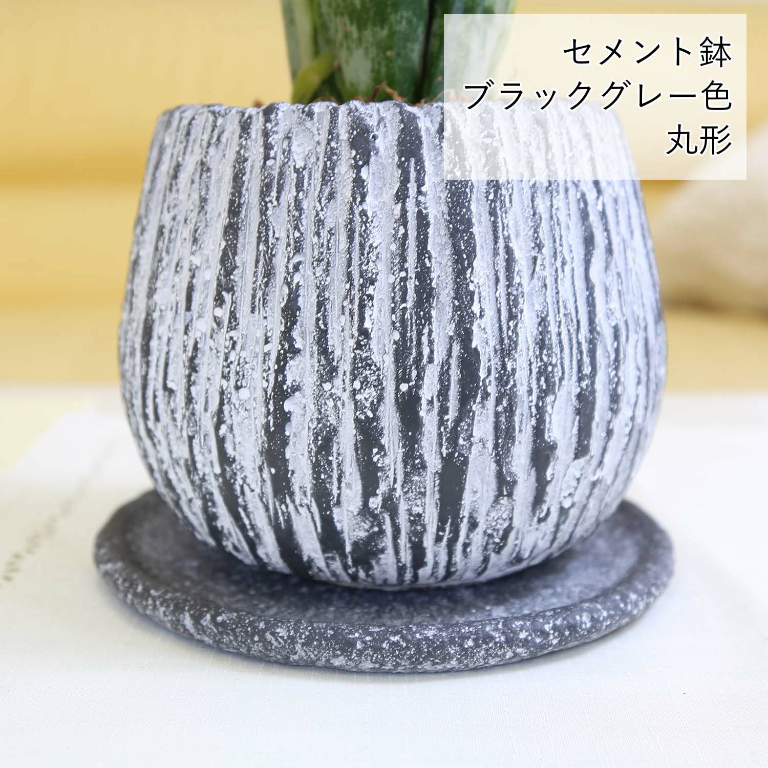 サンスベリア 5号 ウッドチップ