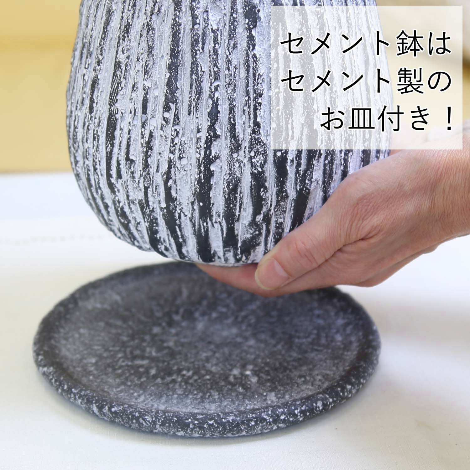 サンスベリア 5号 竹炭