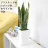 サンスベリア スクエアホワイト 竹炭