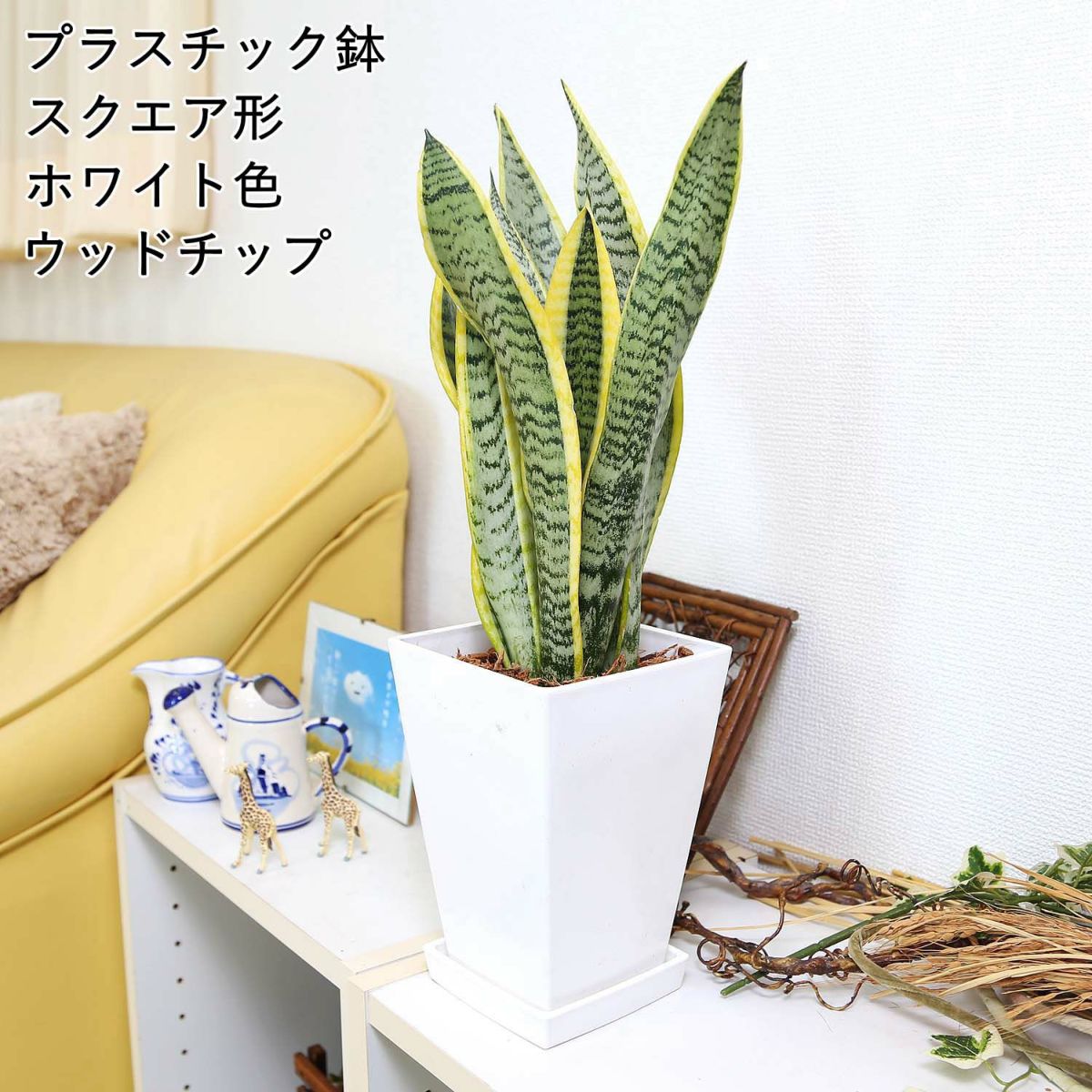 サンスベリア スクエアホワイト ウッドチップ