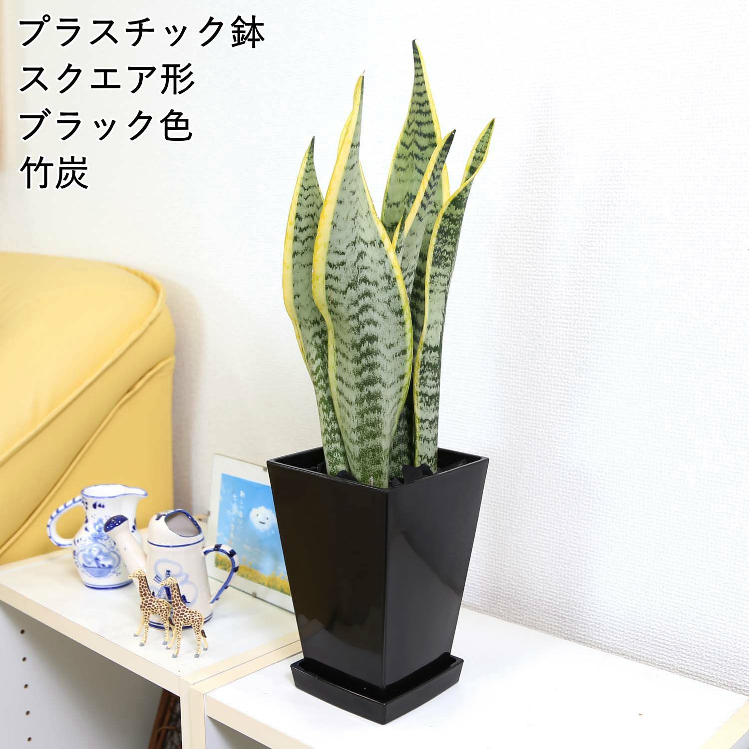 サンスベリア スクエアブラック 竹炭