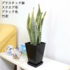 サンスベリア スクエアブラック 竹炭