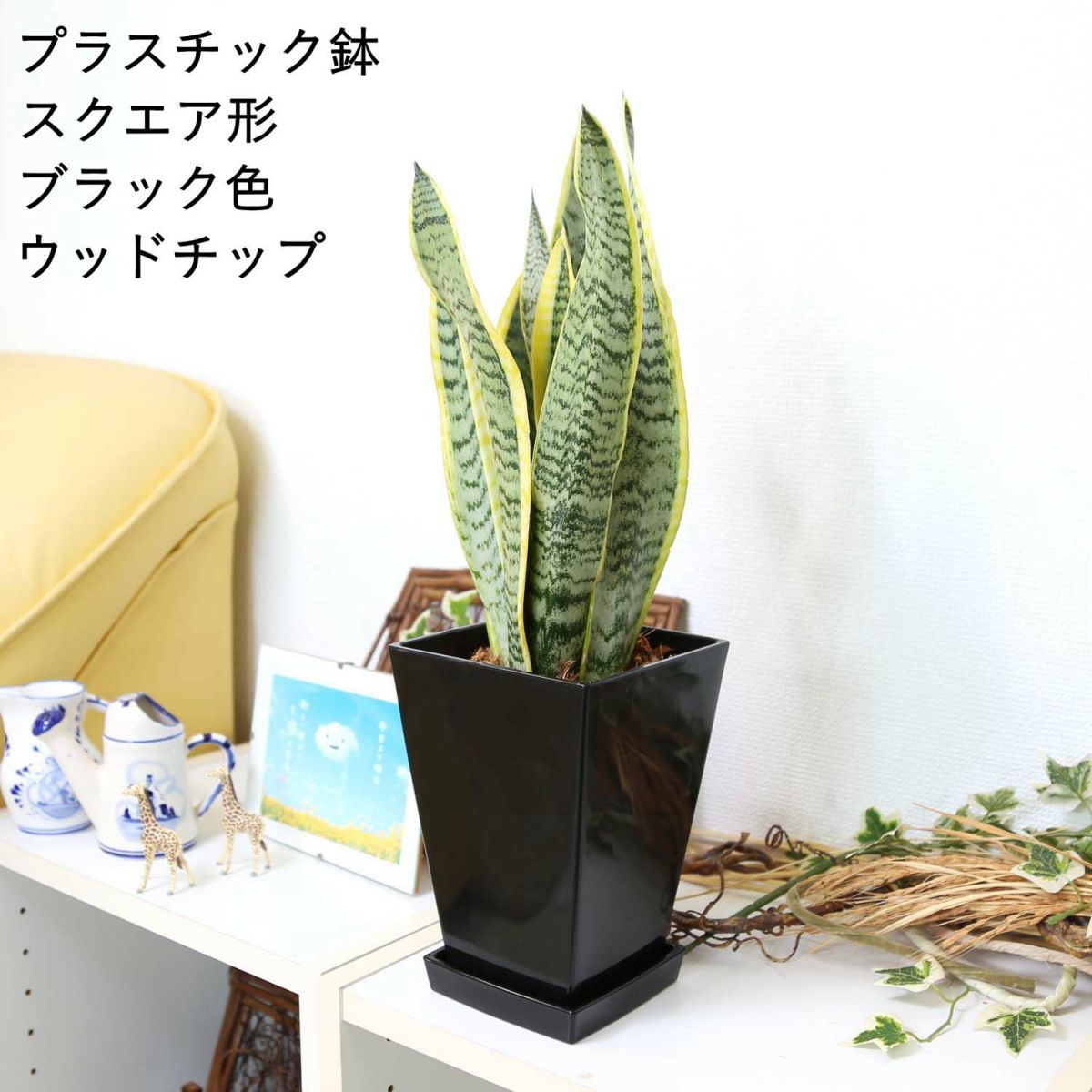 サンスベリア スクエアブラック ウッドチップ