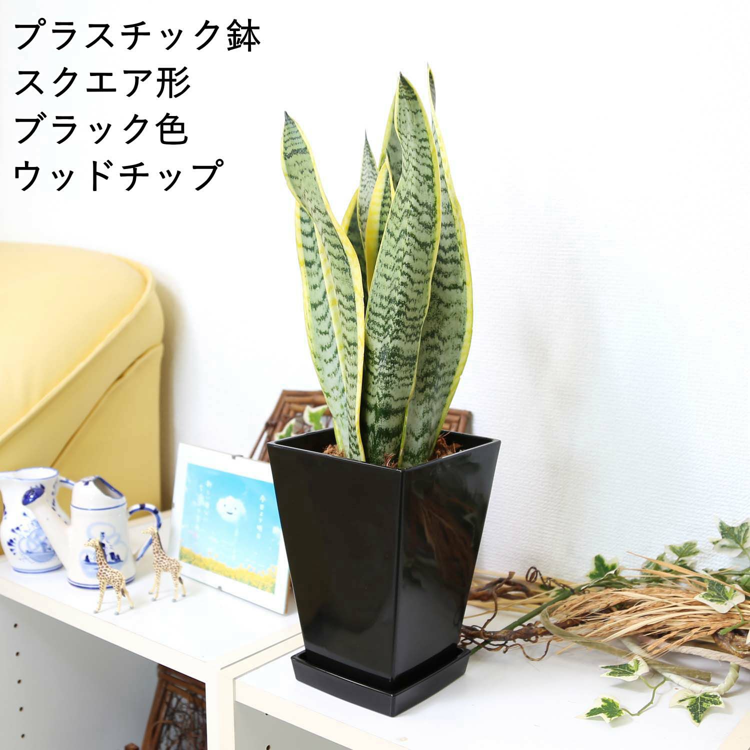 サンスベリア スクエアブラック ウッドチップ