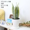 サンスベリア 丸形ホワイト 竹炭