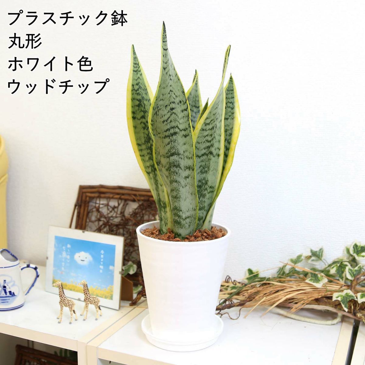 サンスベリア 丸形ホワイト ウッドチップ