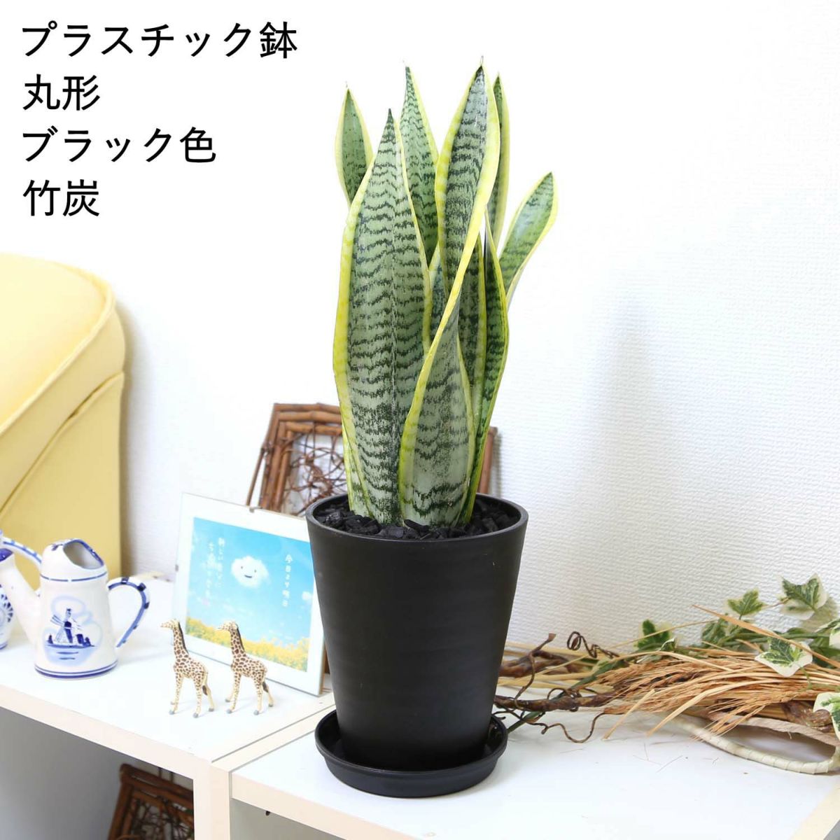 サンスベリア 丸形ブラック 竹炭