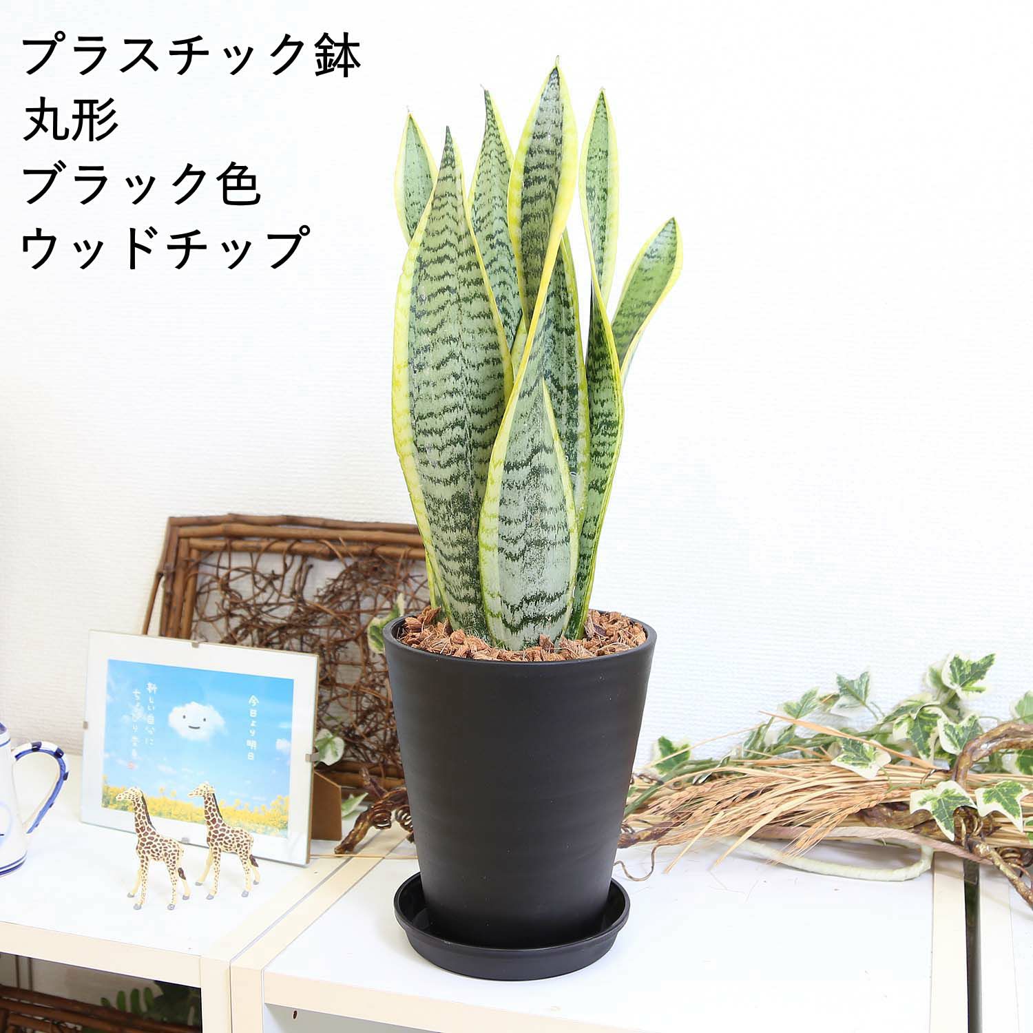 サンスベリア 丸形ブラック ウッドチップ