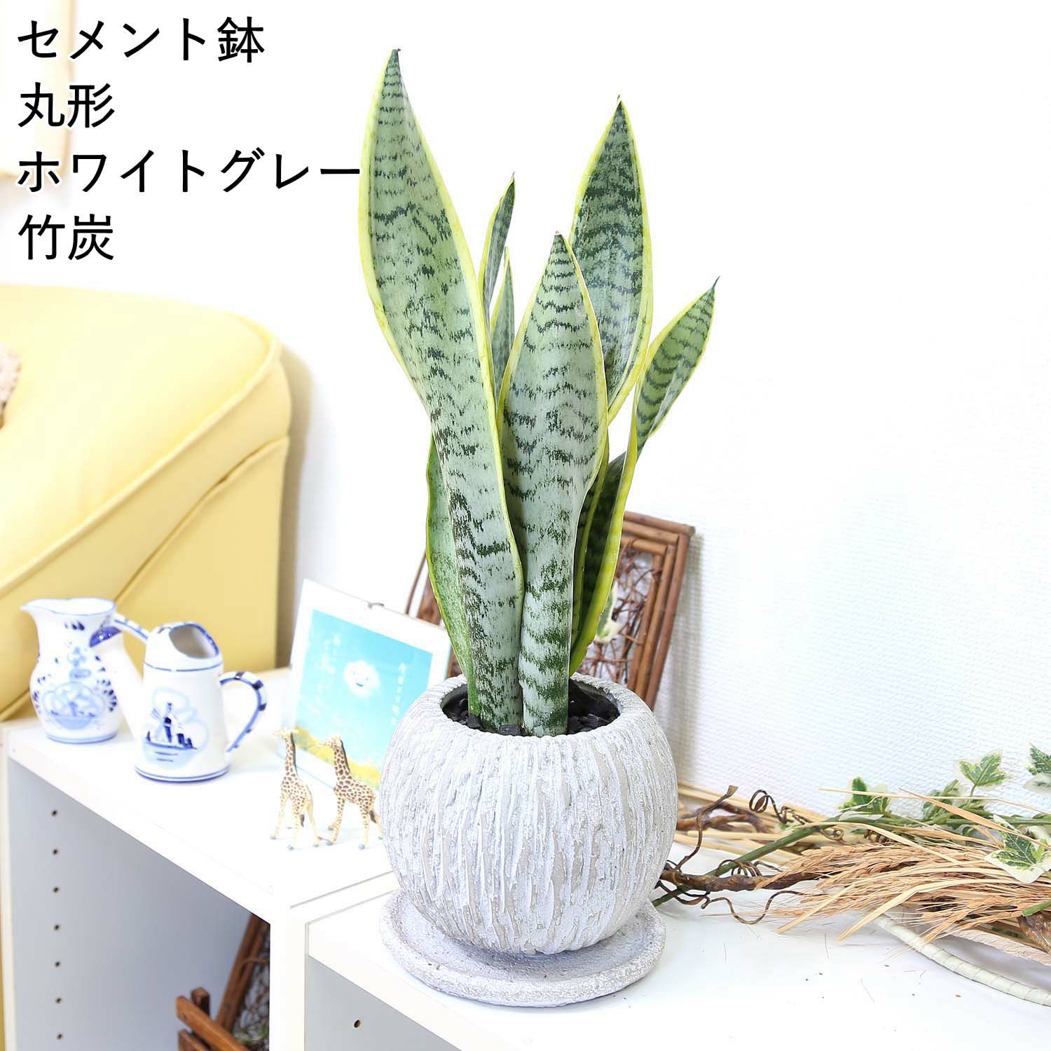 サンスベリア 丸形セメント鉢 ホワイトグレー 竹炭